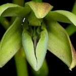 Dendrobium deplanchei Frukto