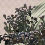 Welwitschia mirabilis Sonstige