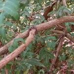 Berberis fremontii Bark