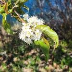 Prunus pensylvanicaFlower