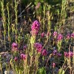 Castilleja exserta 花