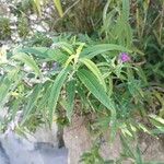 Salvia leucantha Leaf