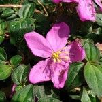 Heterotis rotundifolia Цвят