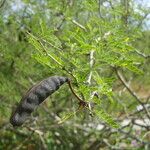 Acacia farnesiana Fruit