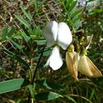 Tephrosia candida Blüte