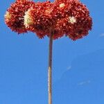 Eriogonum fasciculatum Blüte