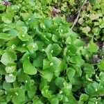 Claytonia perfoliata Donn ex Willd. / Gewöhnliches TellerkrautFlower