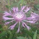 Centaurea sphaerocephalaFlower