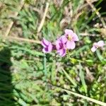 Cardamine crassifolia Flower