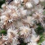 Baccharis trimera Фрукт