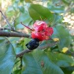 Ochna ciliata Fruit