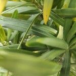 Podocarpus macrophyllus 叶