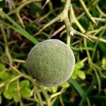 Poncirus trifoliata Fruit