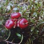 Gaultheria parvula Fruto