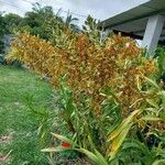 Grammatophyllum speciosum Blomst