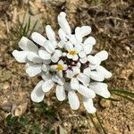 Iberis pinnata Flower