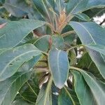 Arbutus canariensis Leaf