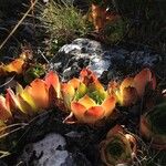 Sempervivum montanum Hoja