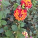 Lantana camaraBlomma