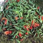 Begonia boliviensis Flower