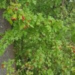 Crataegus monogyna Ovoce