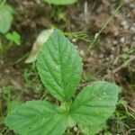 Rubus hispidus Leaf