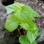 Peperomia pellucida Leaf