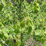 Triadica sebifera Plante entière