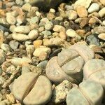 Lithops spp. 整株植物