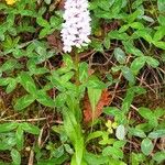 Dactylorhiza maculata 整株植物