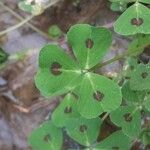 Medicago arabica Folio