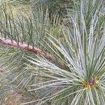 Pinus koraiensis 葉