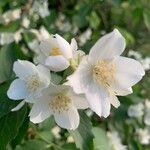 Philadelphus coronariusFlor