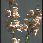 Penstemon palmeri Flor