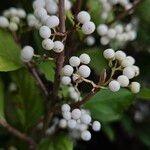 Callicarpa bodinieri Плід