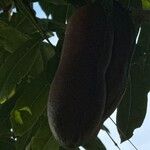 Castanospermum australe ফল