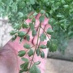 Thalictrum lucidum Ліст