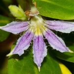 Scaevola montana Blüte