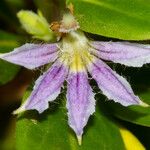 Scaevola montana Flower