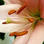 Lilium candidum Квітка