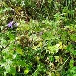 Nepeta sibirica Habitatea