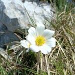 Anemone baldensis Fula