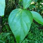 Hibiscus boryanus Blad