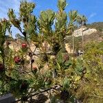 Protea caffra Alkat (teljes növény)