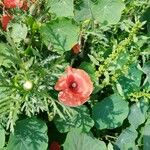 Papaver setiferum Цветок