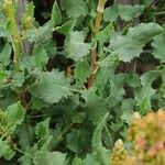 Rumex roseus Hoja