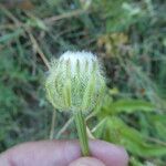 Crepis pyrenaica Blüte