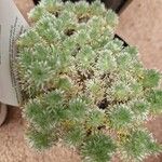Cotula hispida Hoja