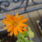 Calendula officinalisLorea