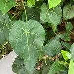 Thespesia populnea Leaf